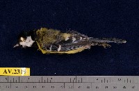 藏品(青背山雀)的圖片